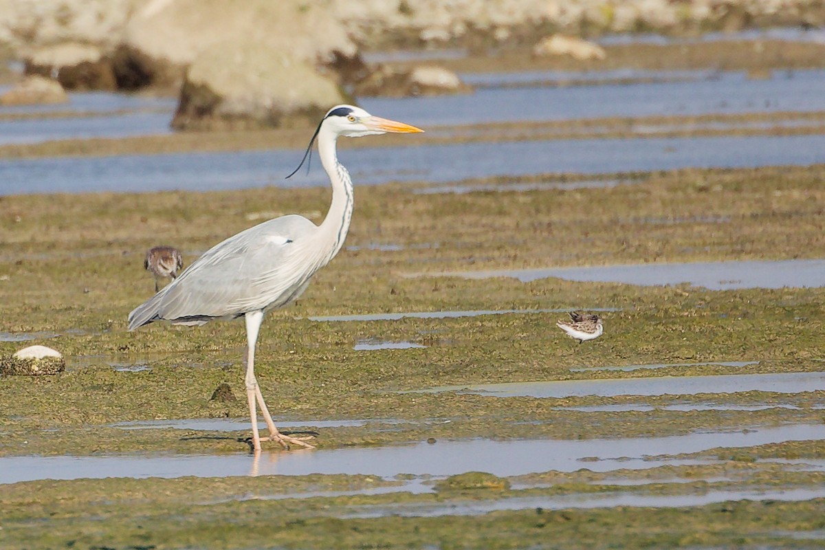 Garza Real - ML645829994