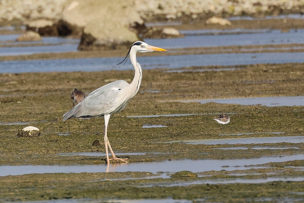 Garza Real - ML645829995