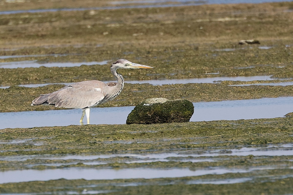 Garza Real - ML645829996