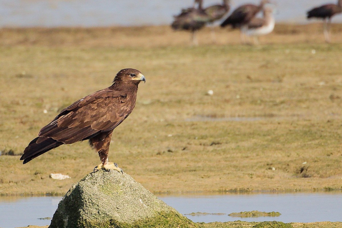 Águila Moteada - ML645829997