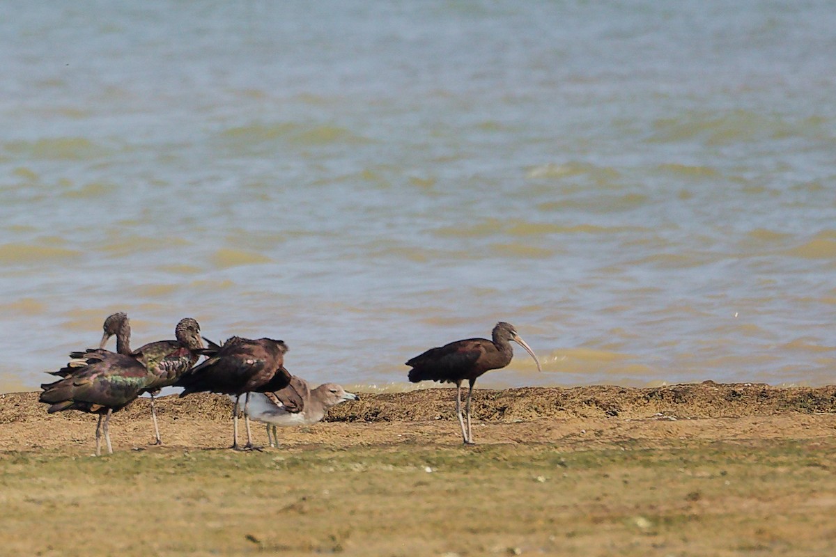 Morito Común - ML645829998