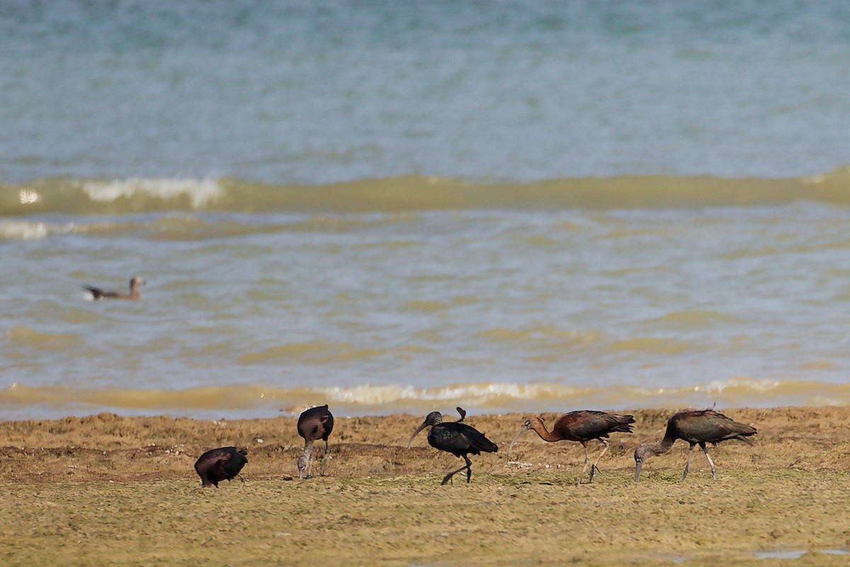 Morito Común - ML645830000