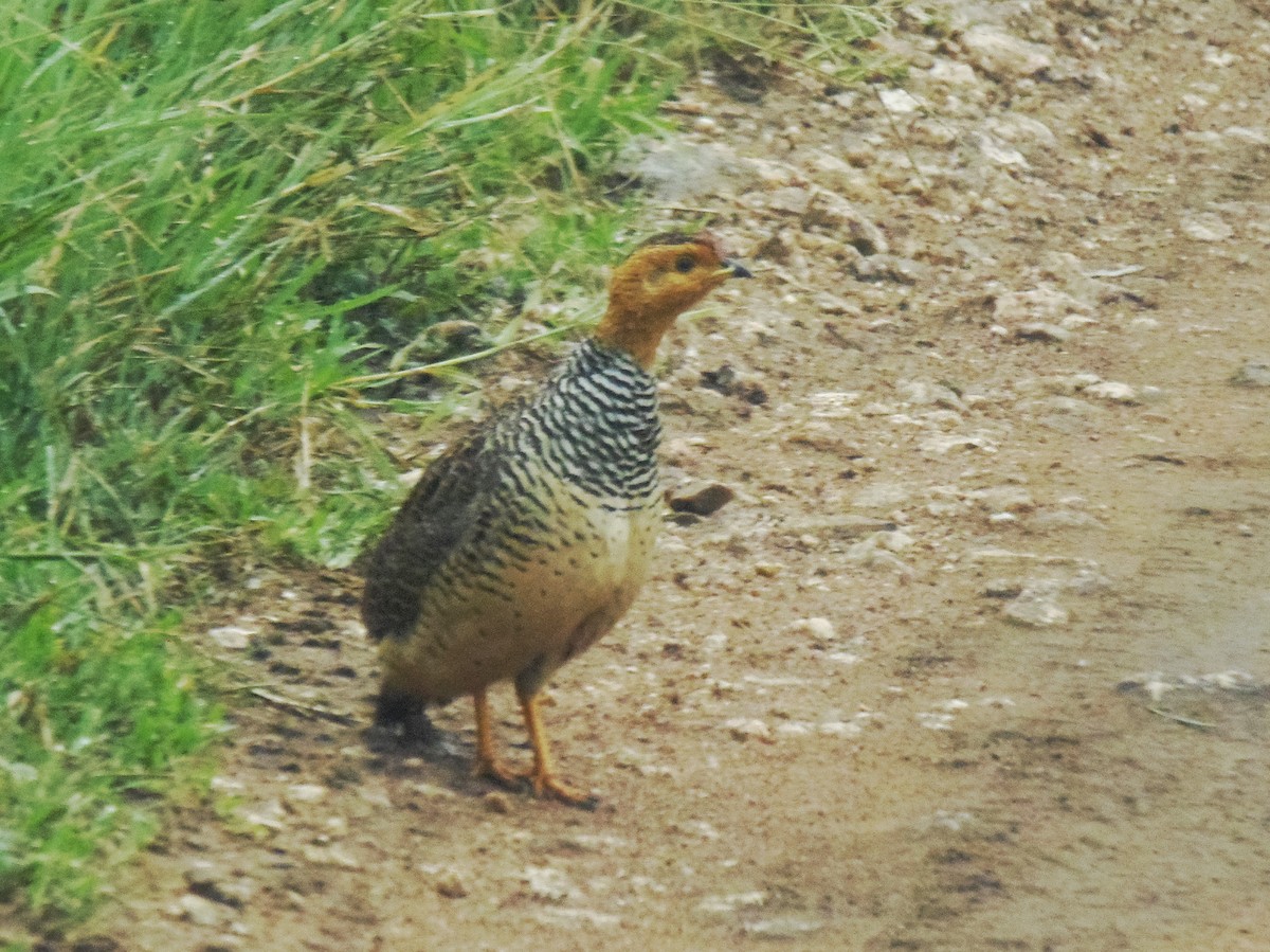 Francolín Coqui (grupo hubbardi) - ML645830001