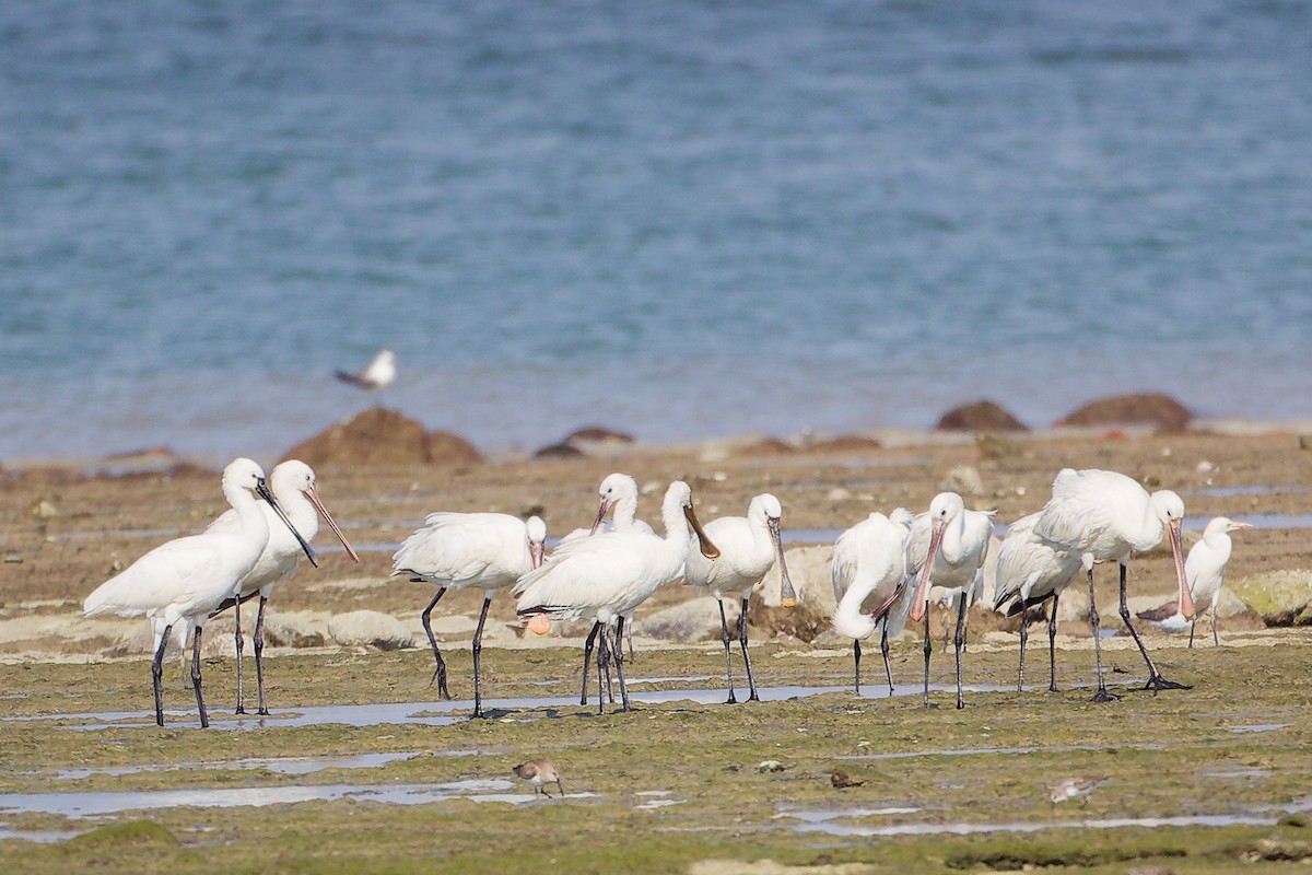 Espátula Común - ML645830007