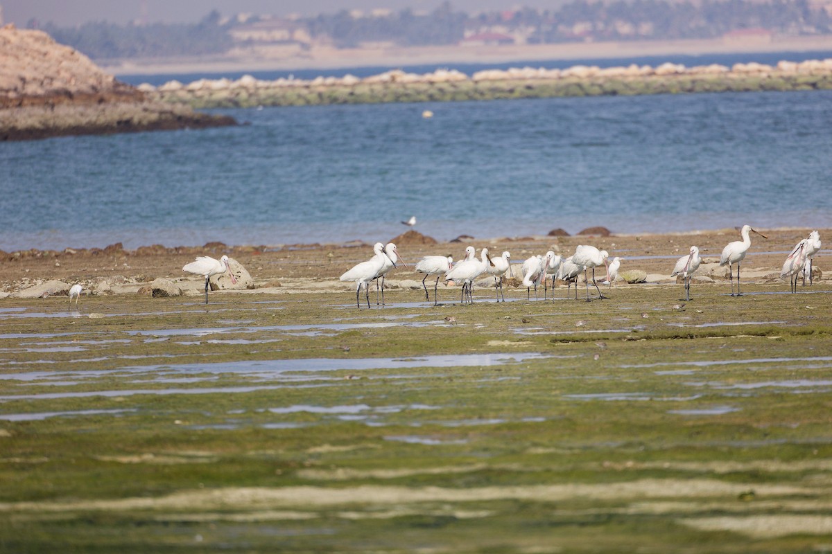 Espátula Común - ML645830009