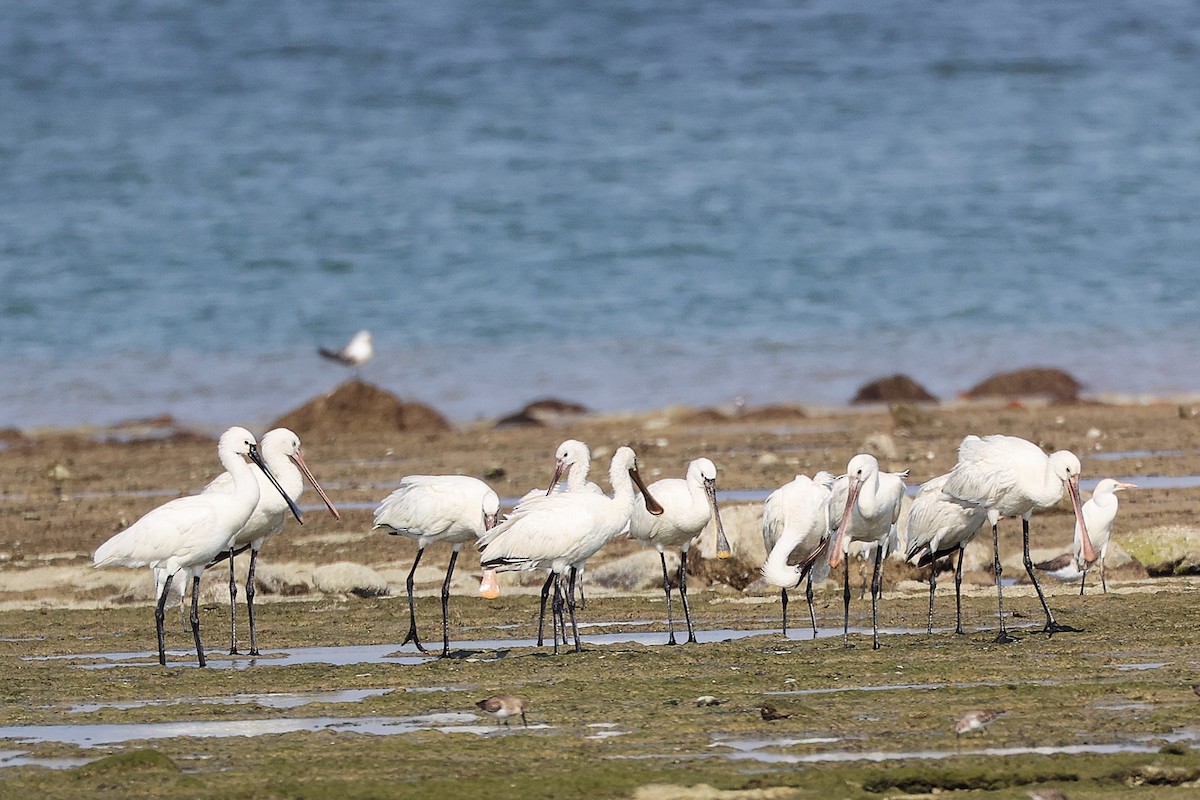 Espátula Común - ML645830010