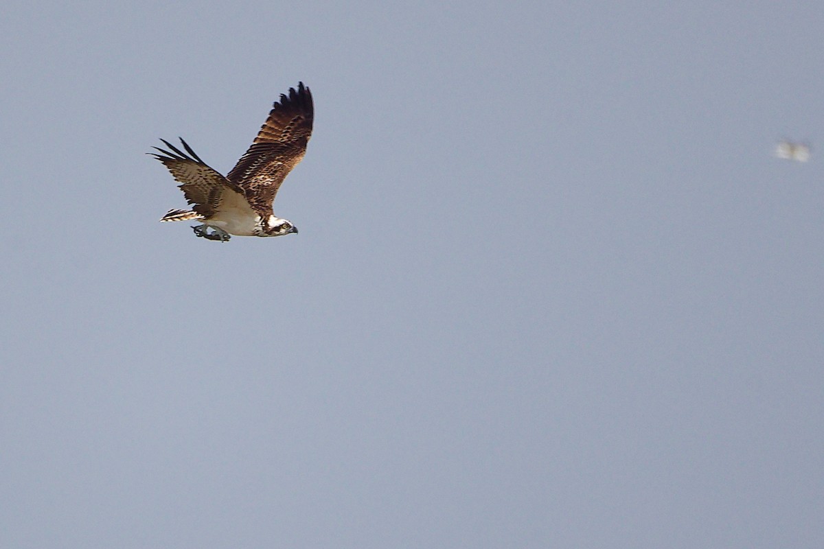 Águila Pescadora - ML645830011
