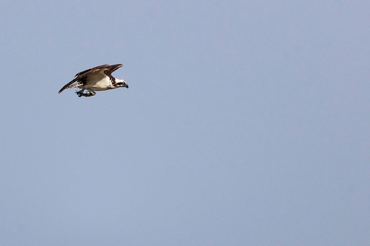 Águila Pescadora - ML645830013