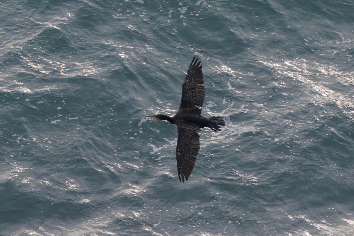 Cormorán Grande - ML645830016