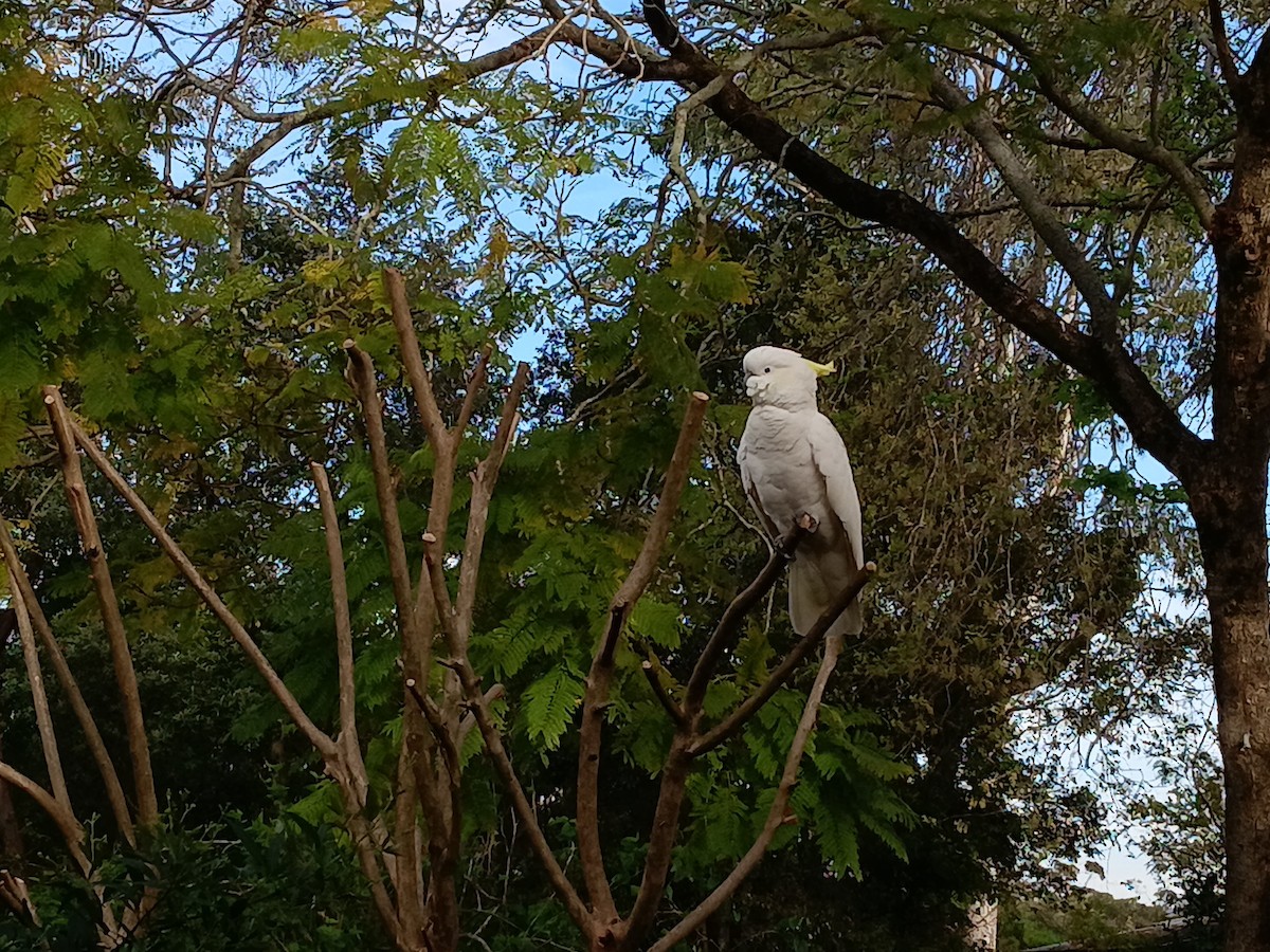 Cacatúa Galerita - ML645830017
