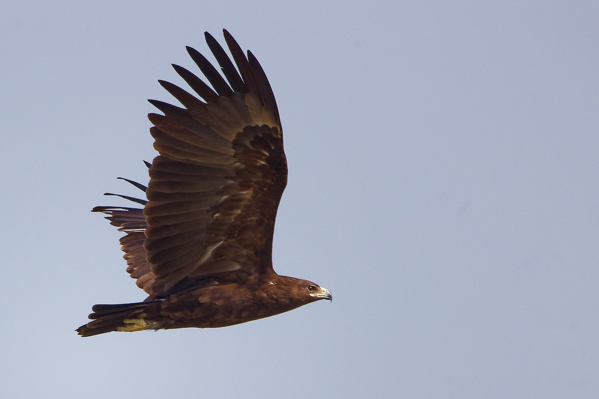 Águila Moteada - ML645830019