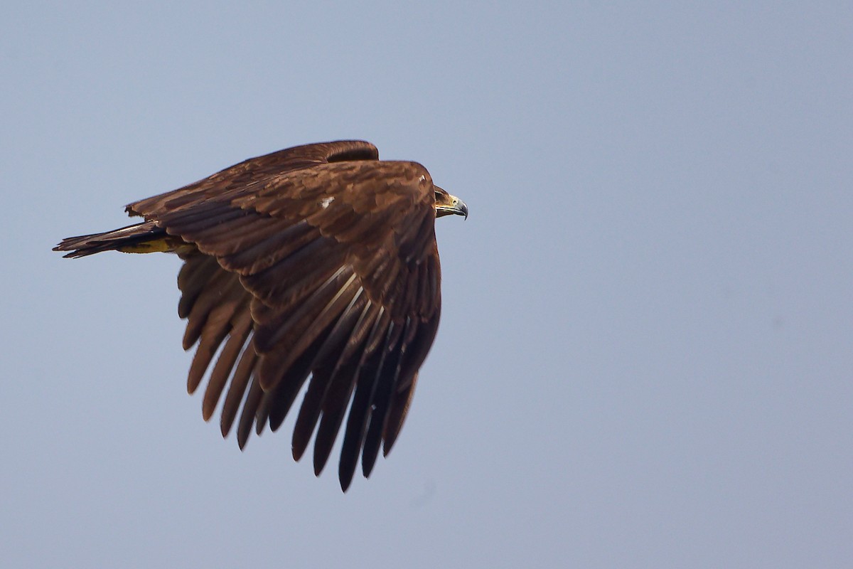 Águila Moteada - ML645830020