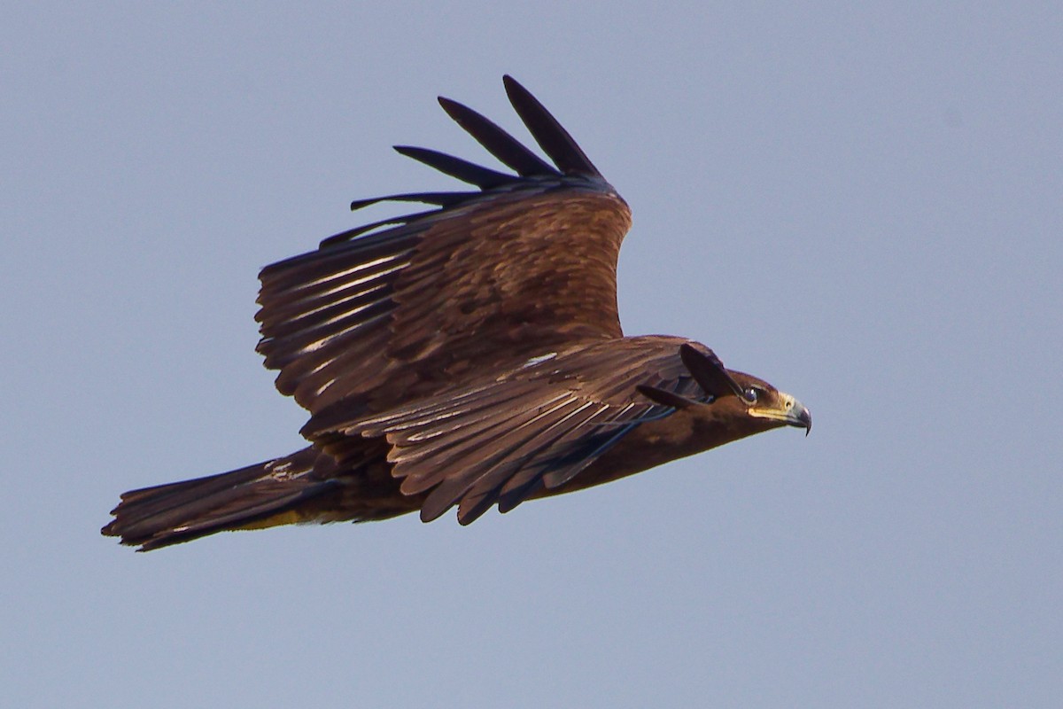 Águila Moteada - ML645830021