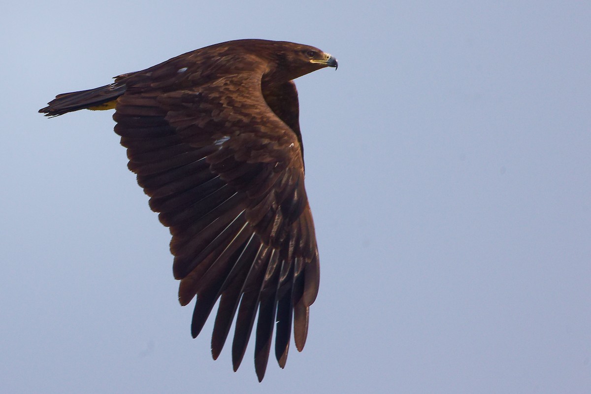 Águila Moteada - ML645830022