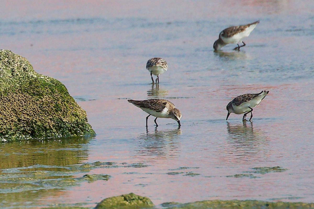 Little Stint - ML645830026