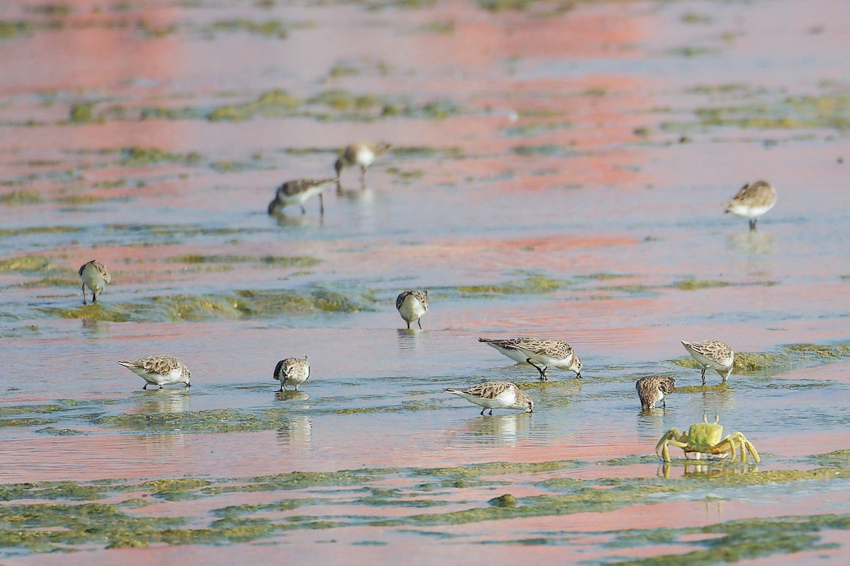 Little Stint - ML645830028