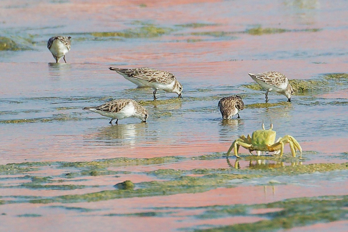 Little Stint - ML645830029