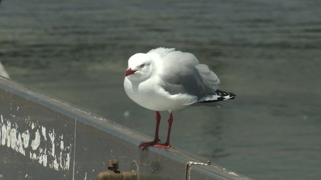 Silver Gull (Silver) - ML645830040