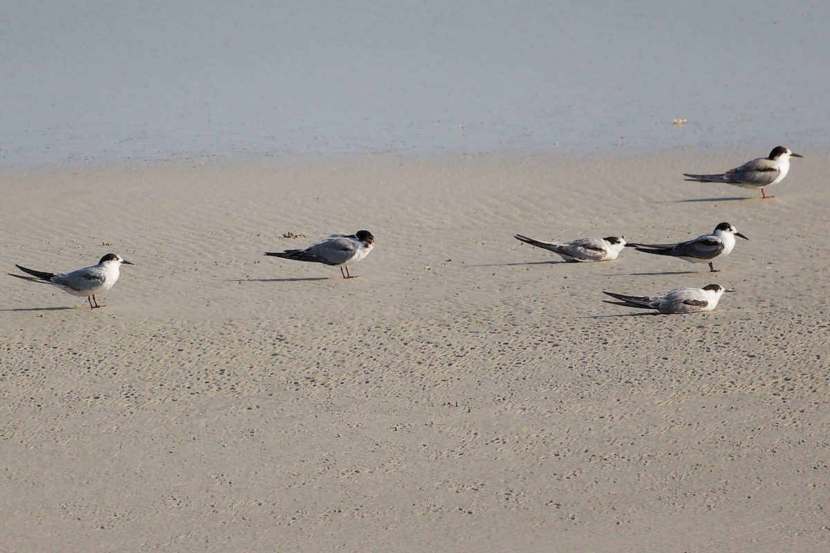 Charrán Común - ML645830058