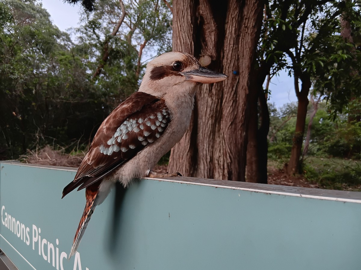 Cucaburra Común - ML645830059