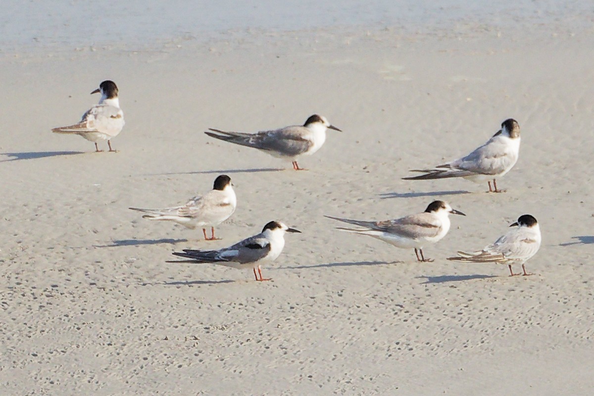 Charrán Común - ML645830060