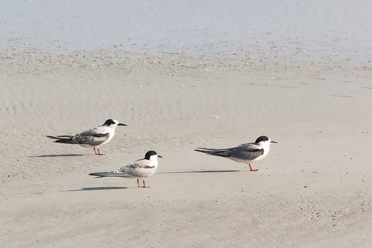 Charrán Común - ML645830061