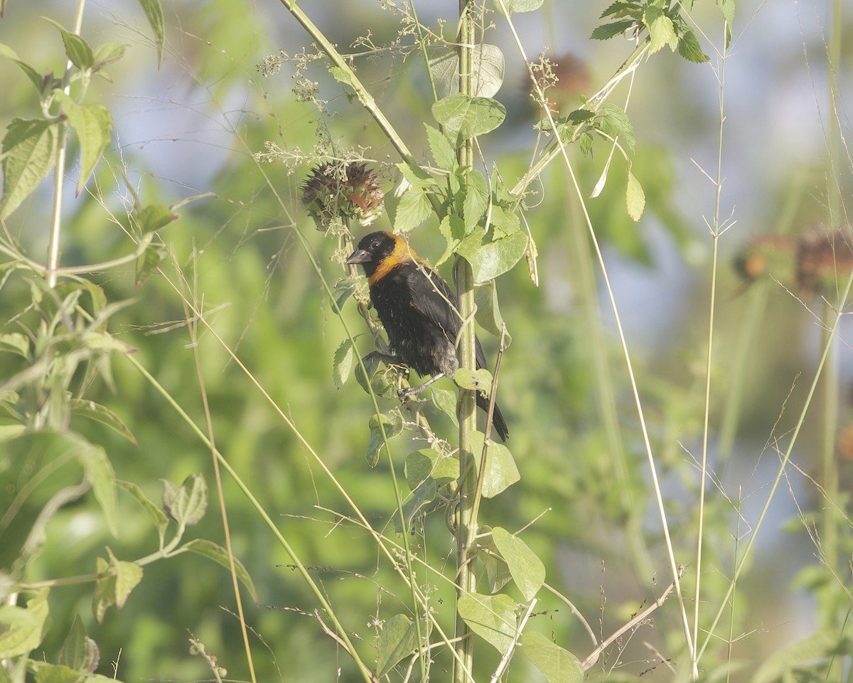 Obispo Negro - ML645830062