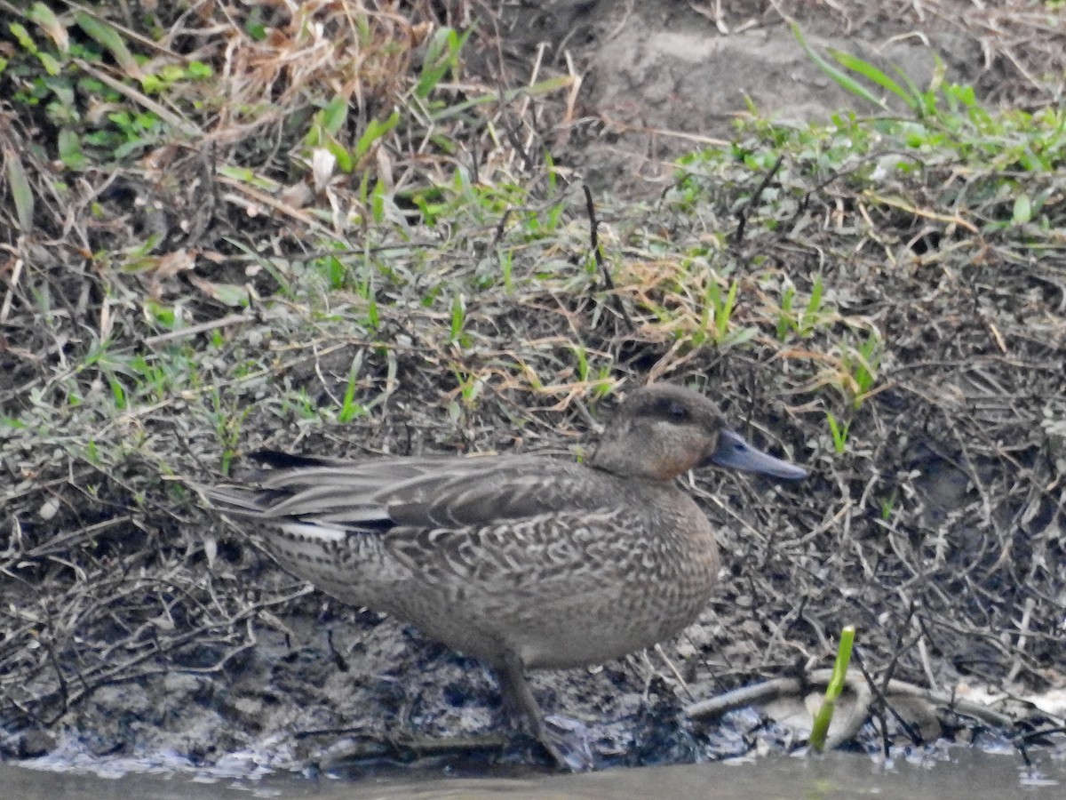 Cerceta Común - ML645830063