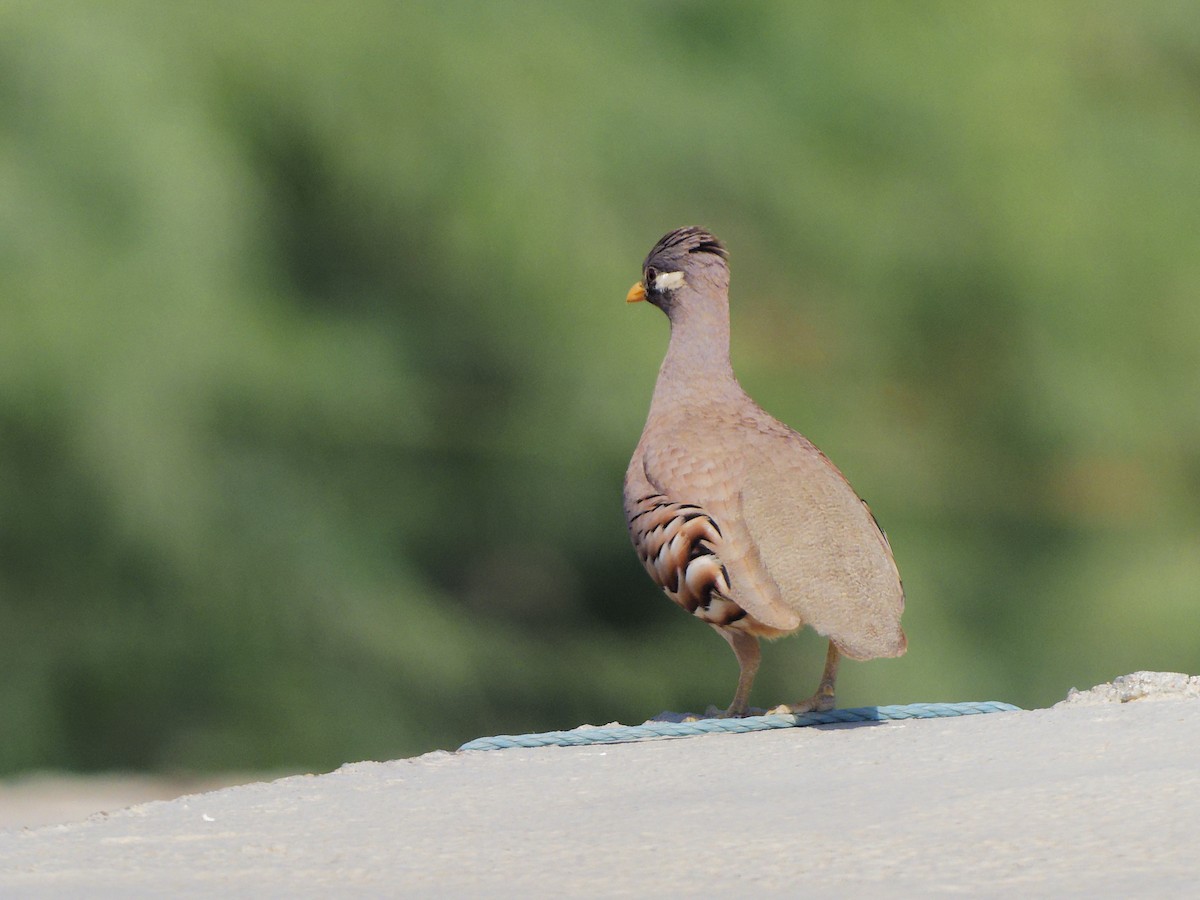 Perdiz Desértica - ML645830069