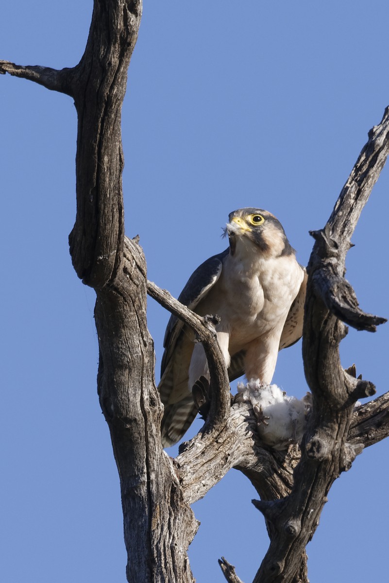 Halcón Borní - ML645830070