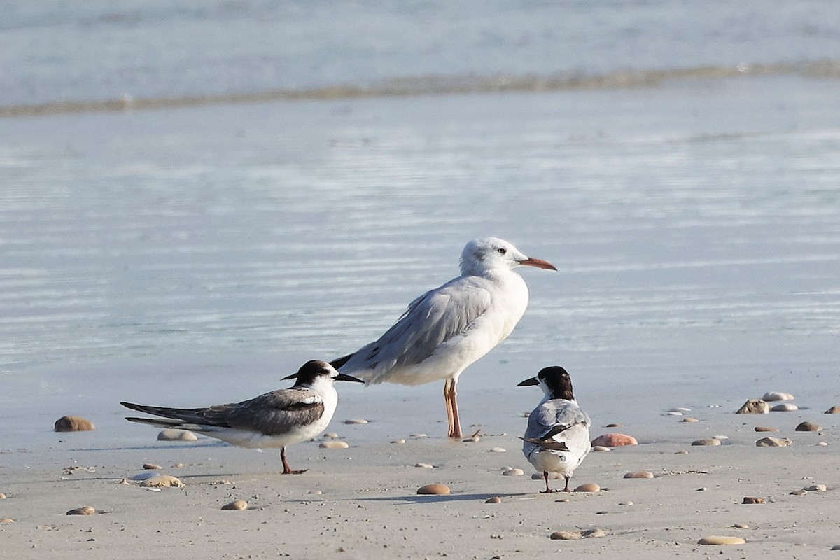 Gaviota Picofina - ML645830071