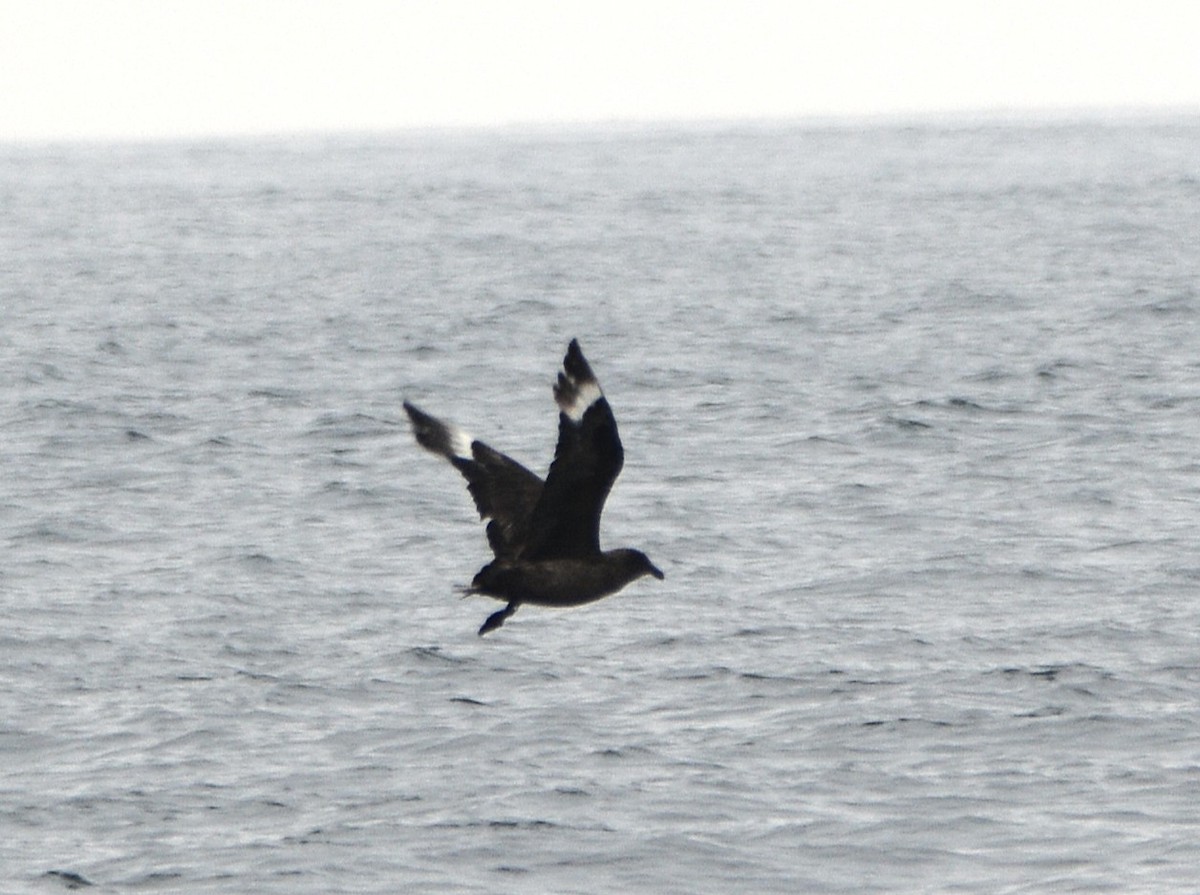 Págalo Grande - ML645830072