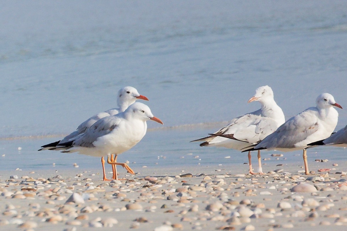 Gaviota Picofina - ML645830080