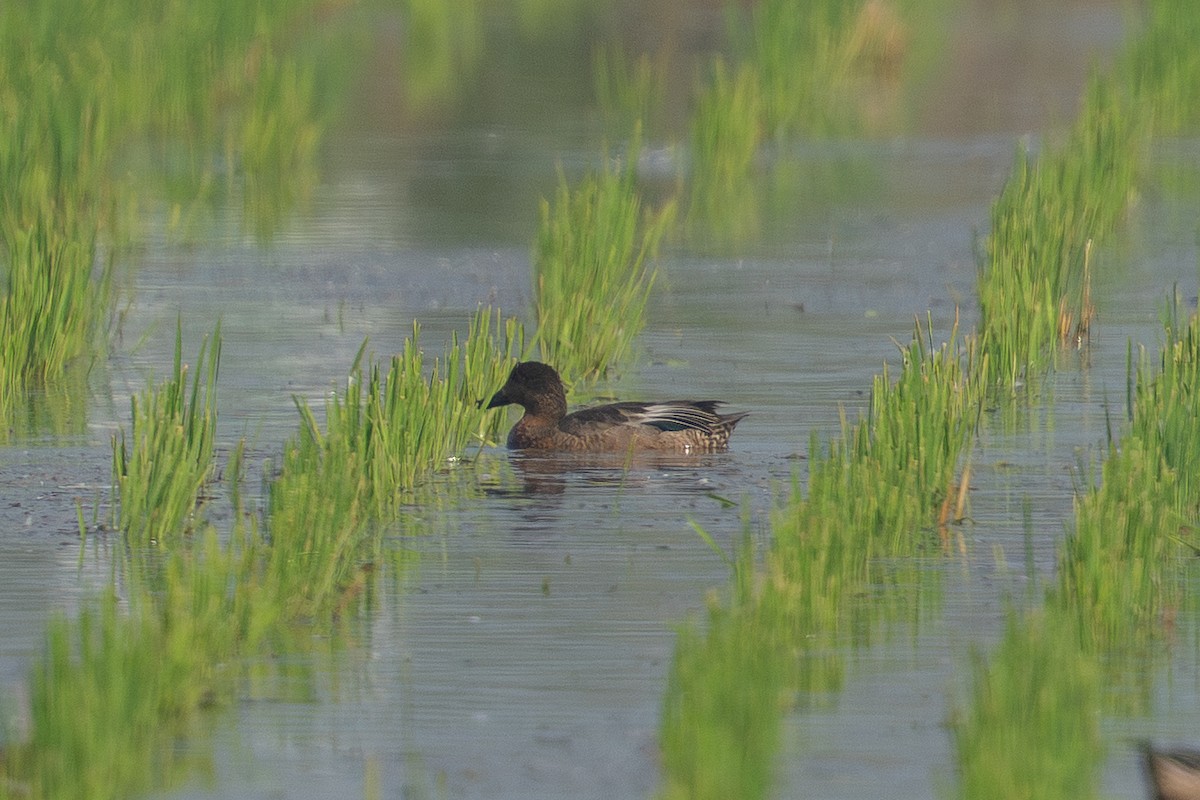 Cerceta de Alfanjes - ML645830083