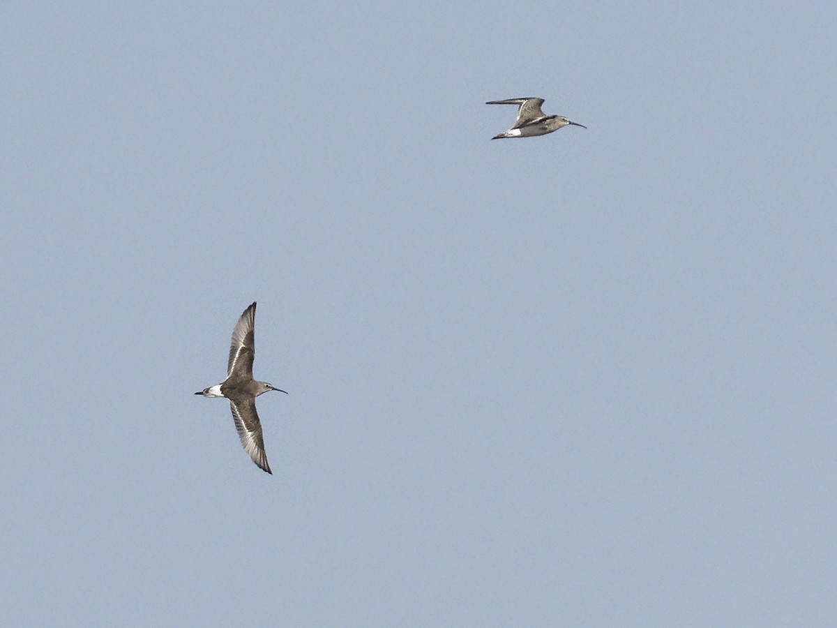 Correlimos Zarapitín - ML645830089