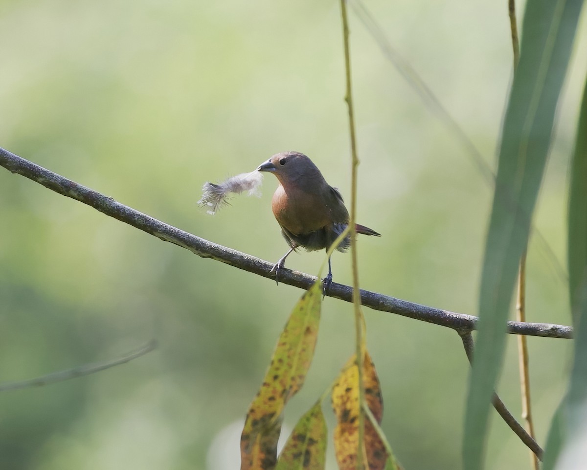 Amaranta Ventrinegra - ML645830090