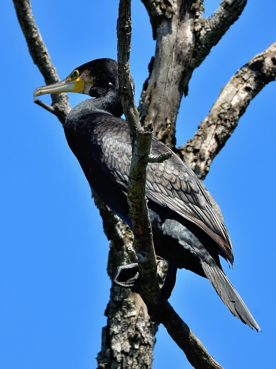 Cormorán Grande (Australiano) - ML645830091