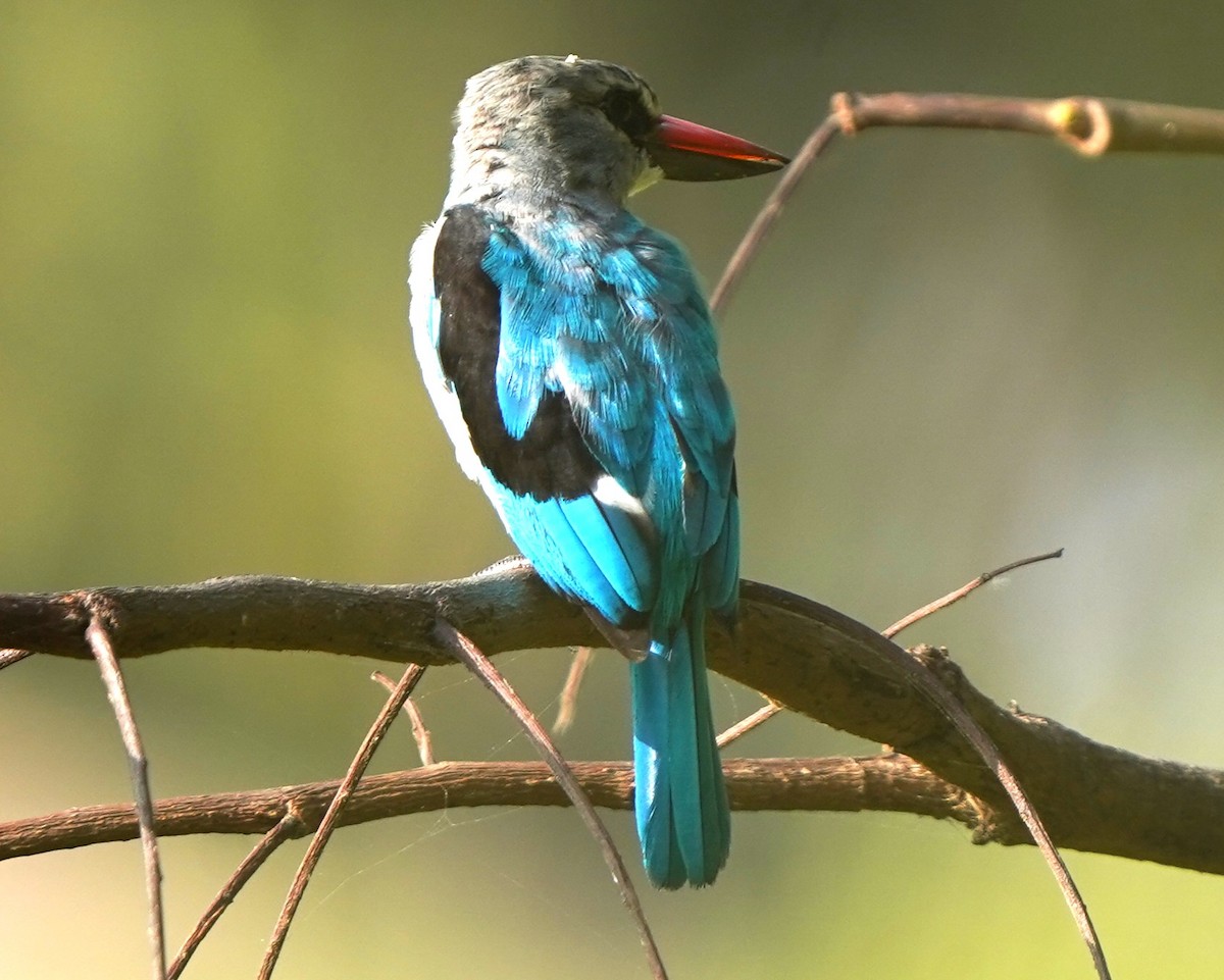 Alción Senegalés - ML645830092