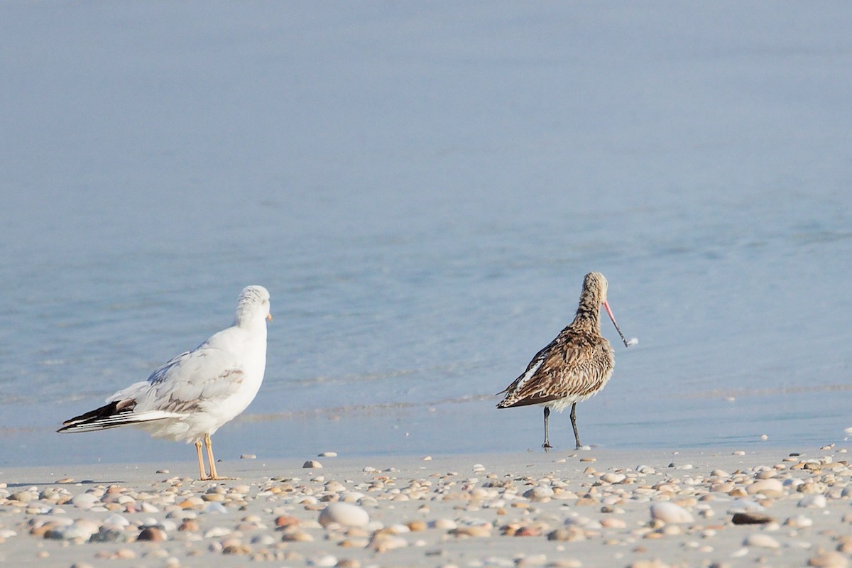 Aguja Colipinta - ML645830093