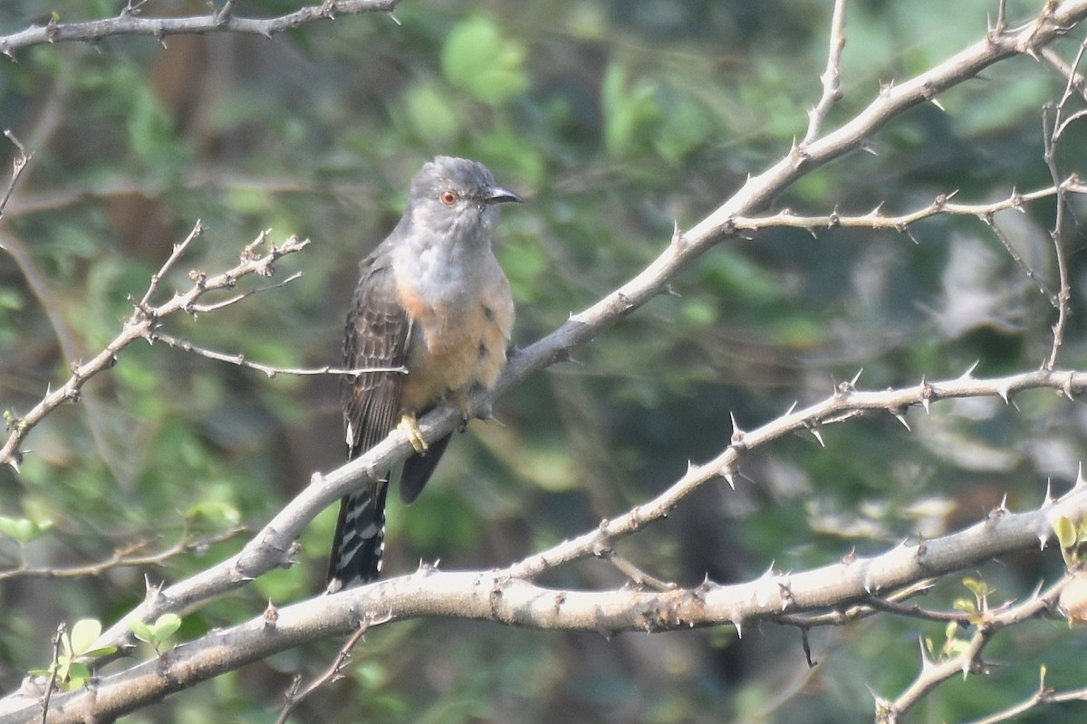 Plaintive Cuckoo - ML645830095