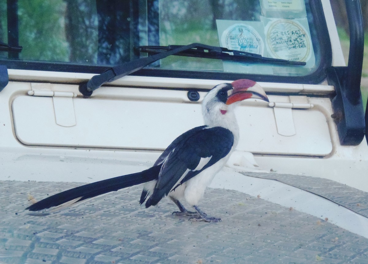 Toco de Von Der Decken - ML645830103