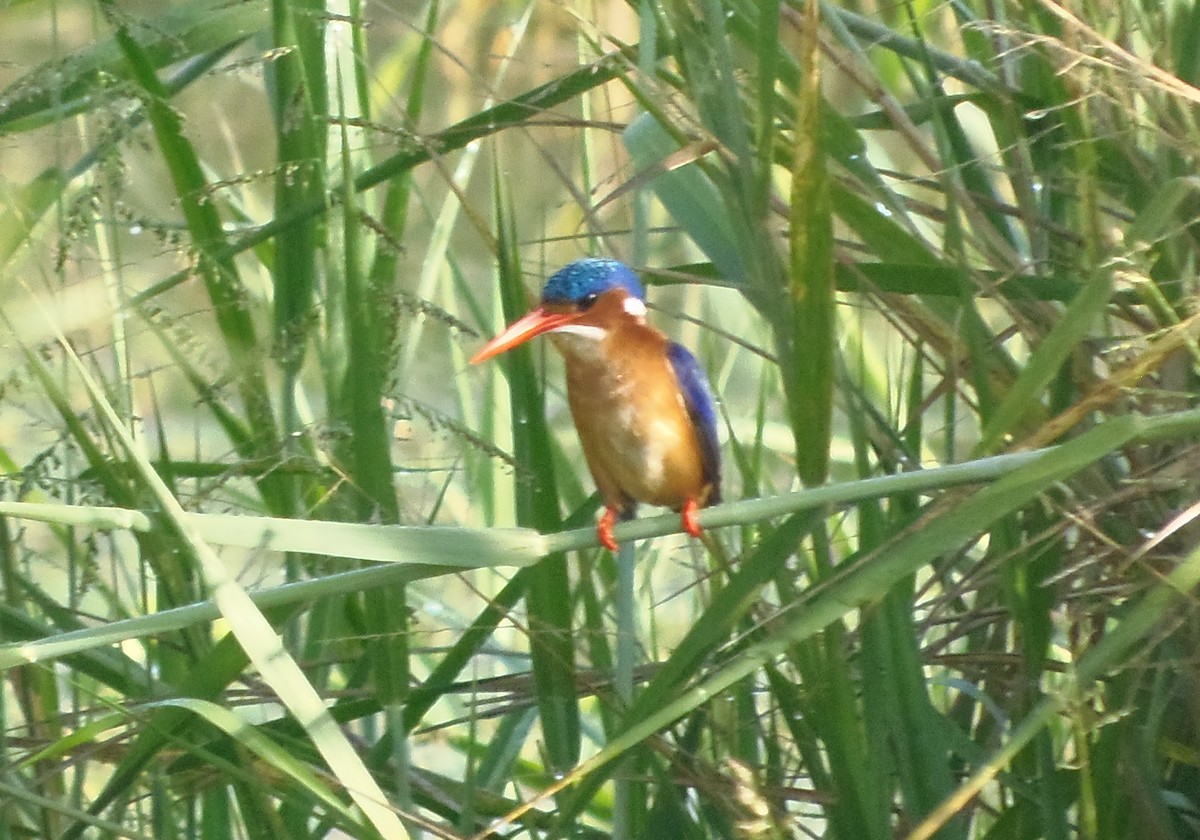 Martín Pescador Malaquita (Continental) - ML645830105