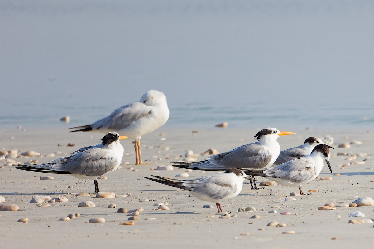 Charrán Piquigualdo - ML645830106