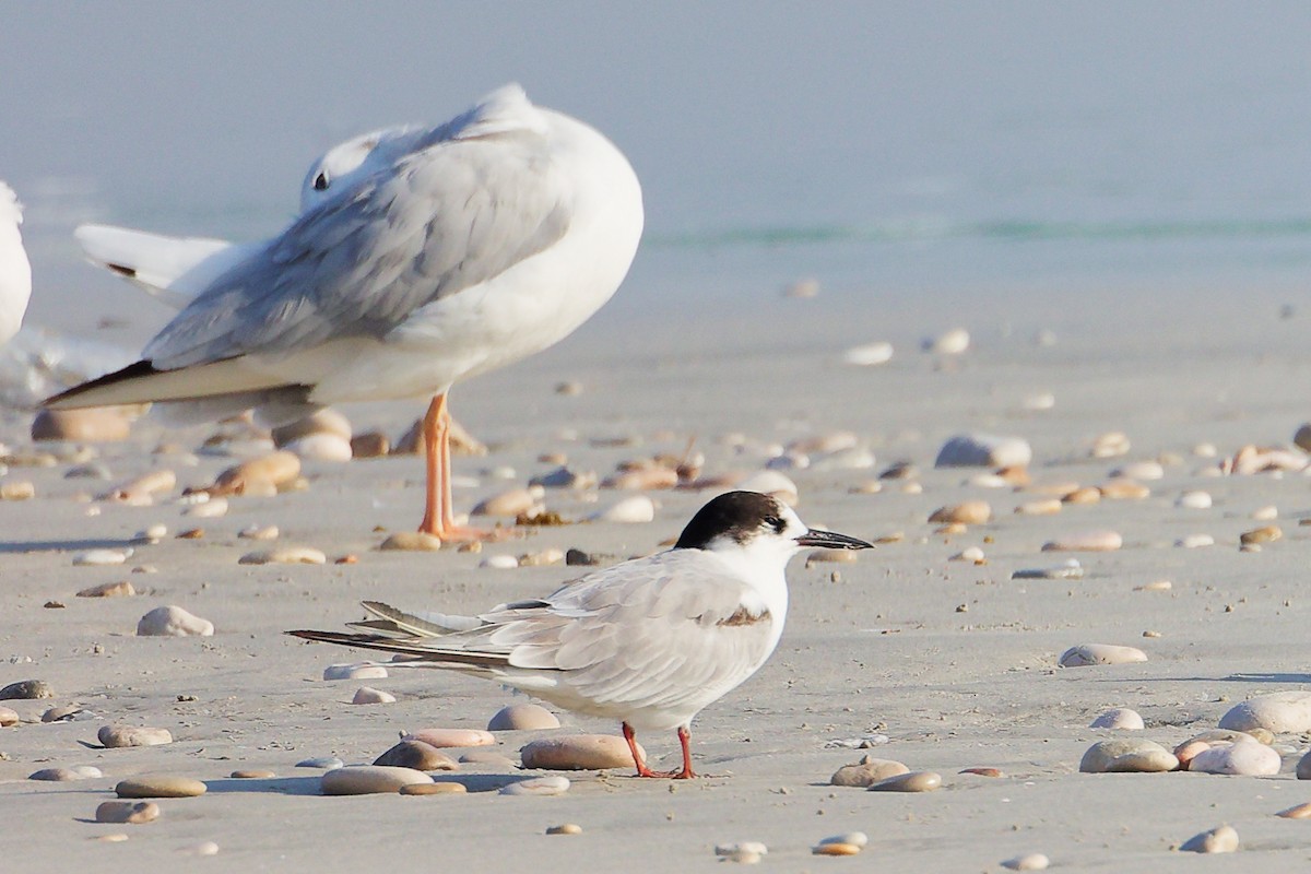 Charrán Común - ML645830107