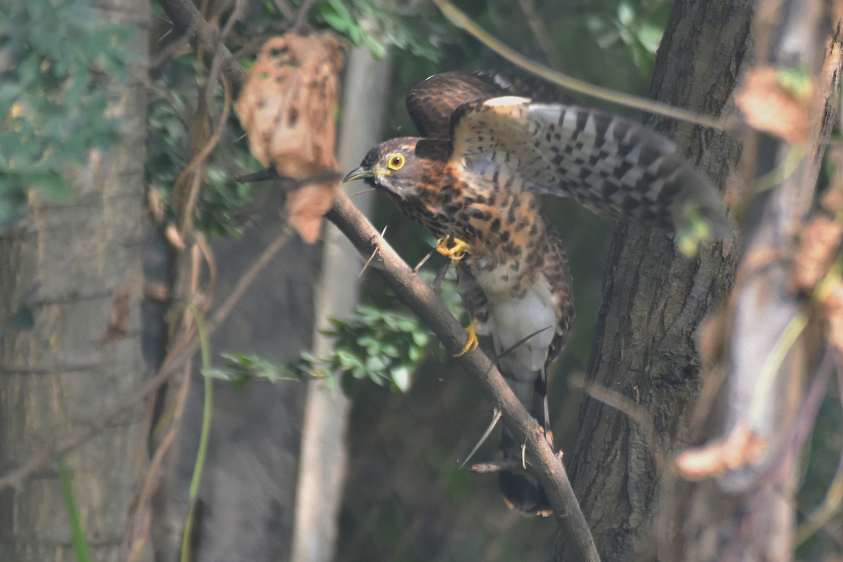 Large Hawk-Cuckoo - ML645830109