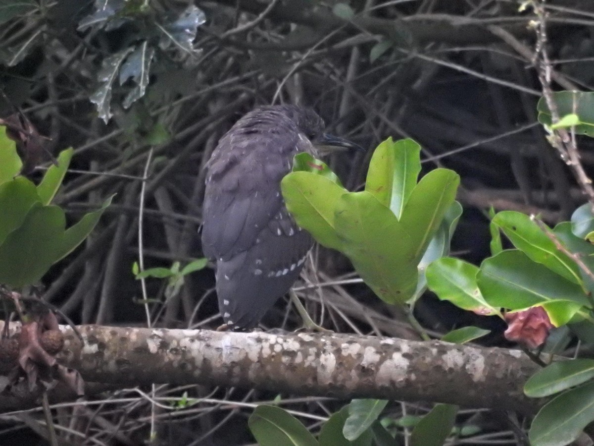 Martinete Común - ML645830110