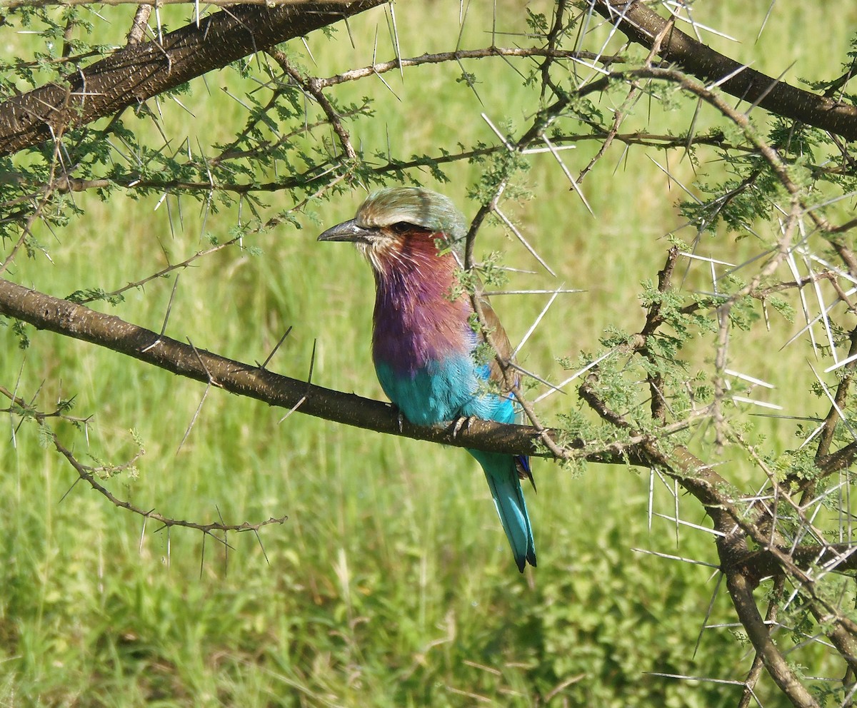 Carraca Lila (caudatus) - ML645830111