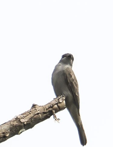 Tuquito Gris - ML645830112