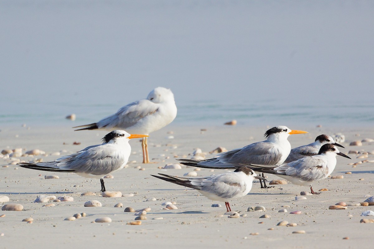 Charrán Común - ML645830113