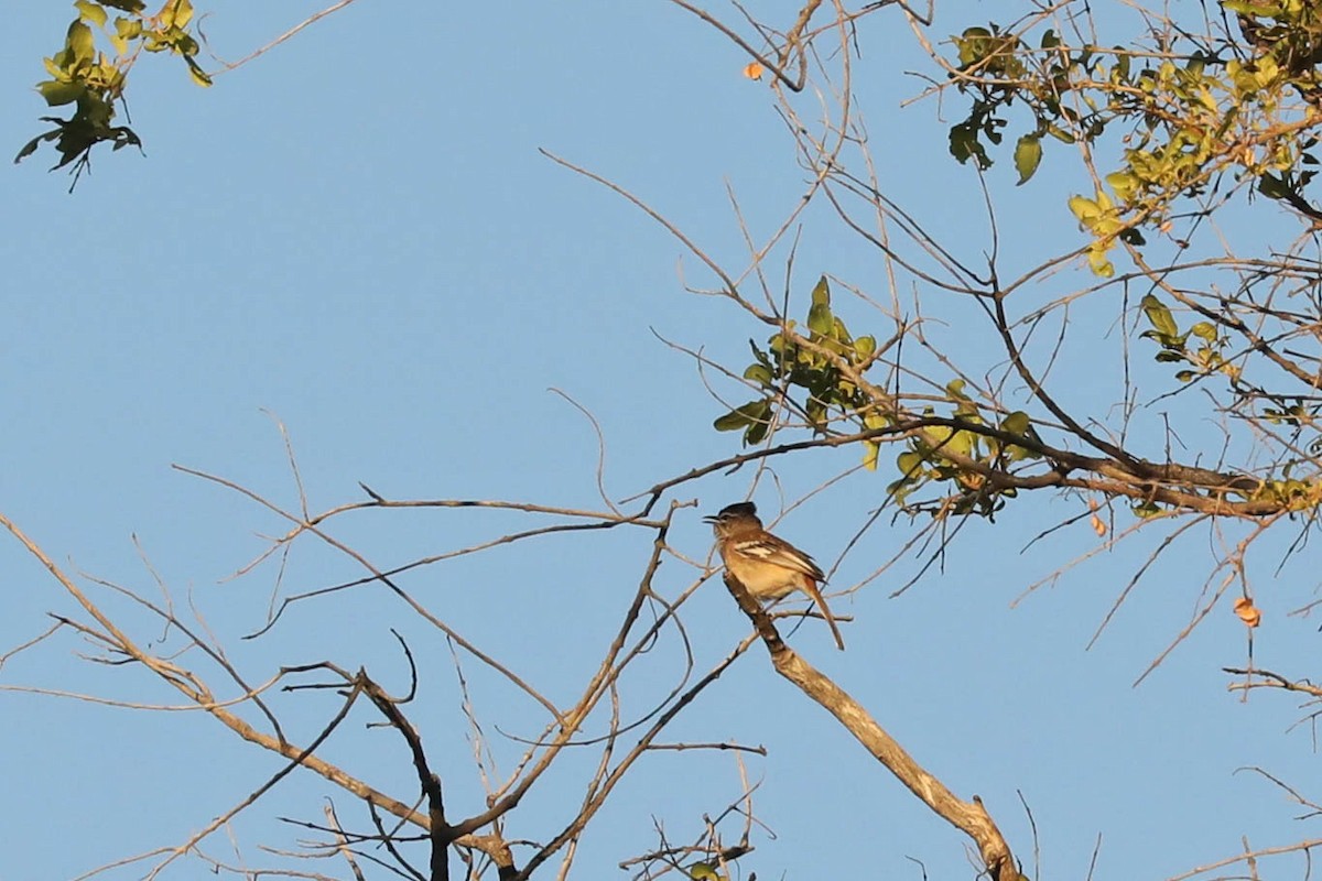 Alzacola Dorsirrojo - ML645830114